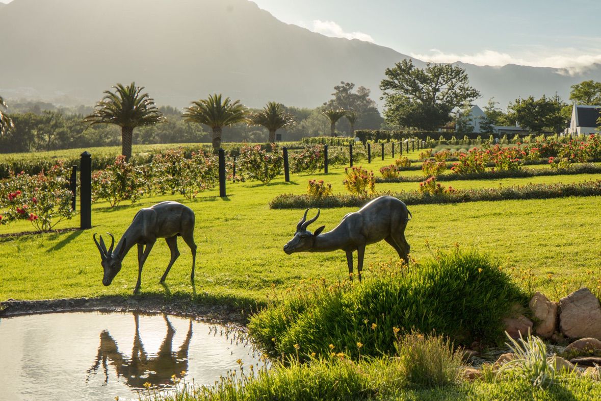 Leeu Estates / Südafrika – Bild 14